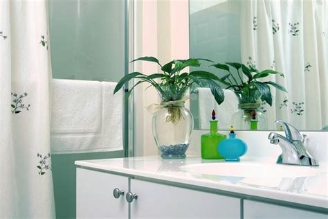 浴室燈飾 浴室適合放什麼植物